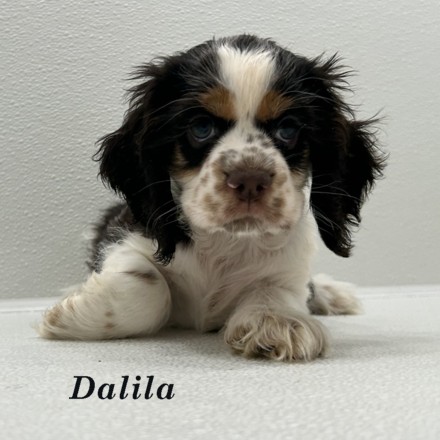 puppy, for, sale, Cocker Spaniel, Joe & Cherri  Overlease, dog, breeder, Miller, MO, dog-breeder, puppy-for-sale, forsale, nearby, find, puppyfind, locator, puppylocator, aca